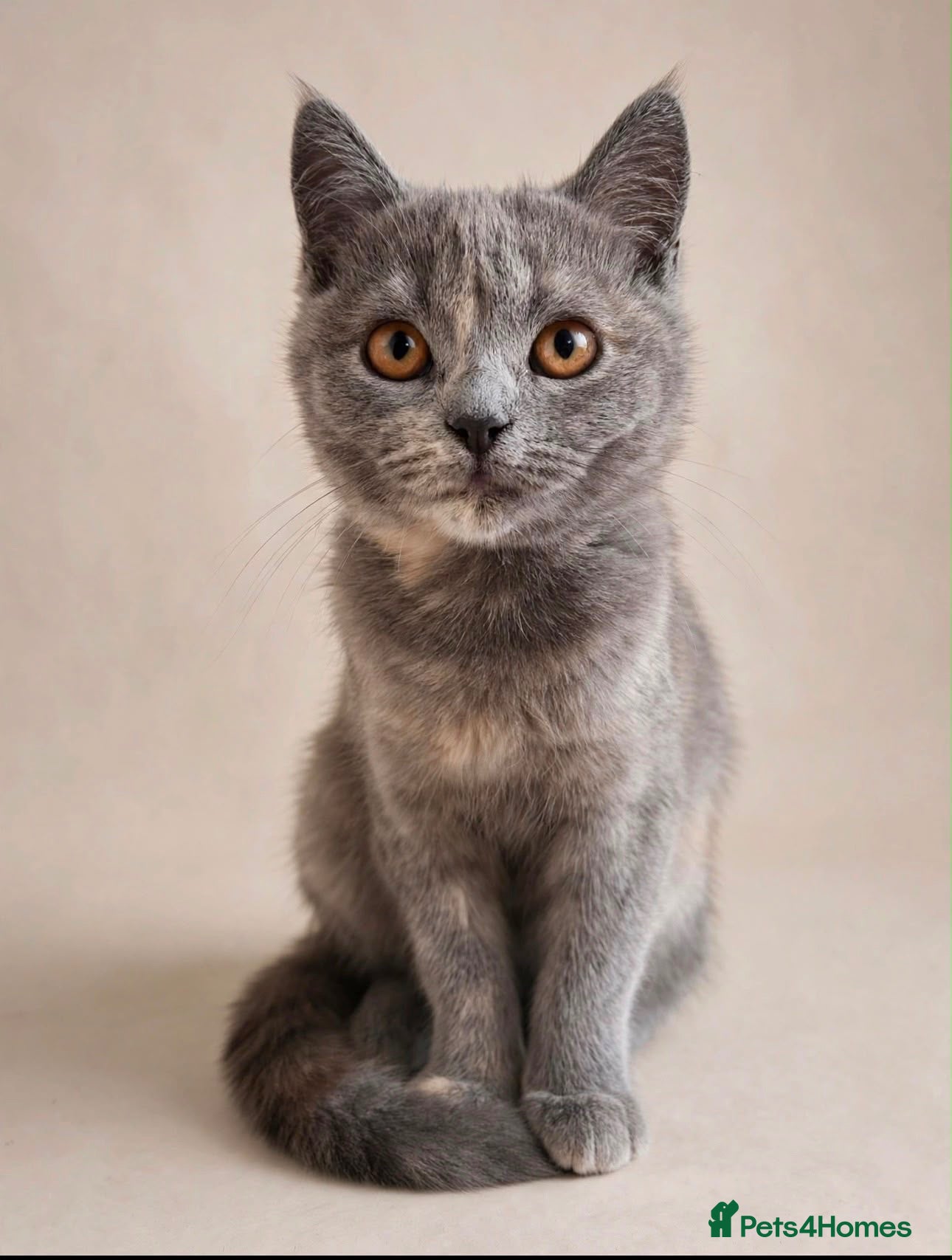 Persian cats Exotic Persian kitten  - Advert 2