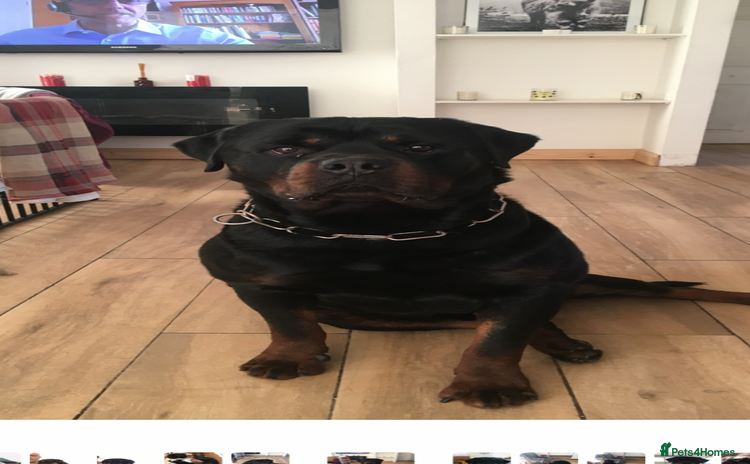 Rottweiler dogs - Advert 1