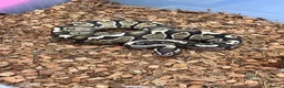 Python Snake reptiles for sale: Royal Pythons and other Pythons At Urban Exotics  - Advert 3