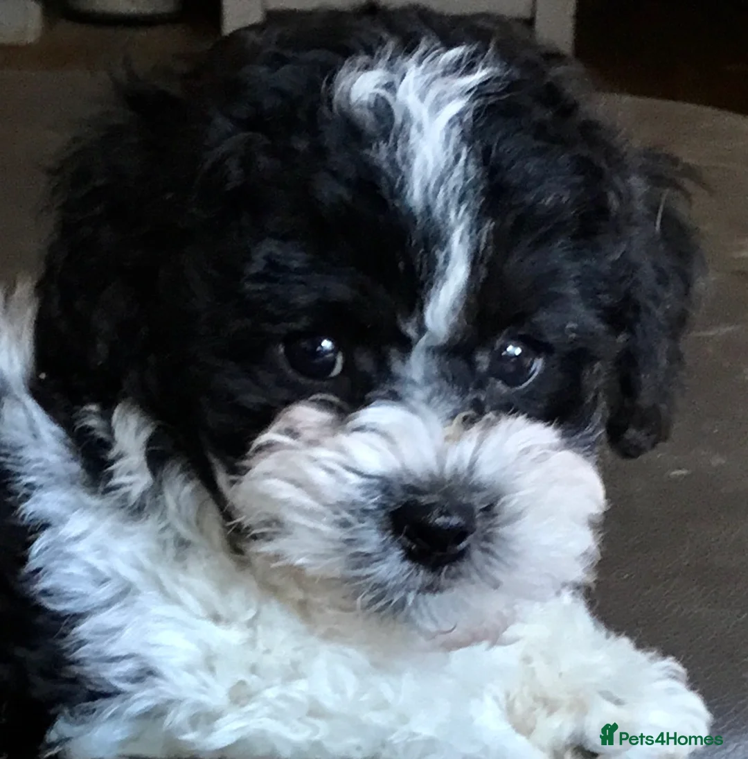 Toy Poodle dogs for stud: Gorgeous Black & White parti toy poodle in Saint Neots - Advert 5