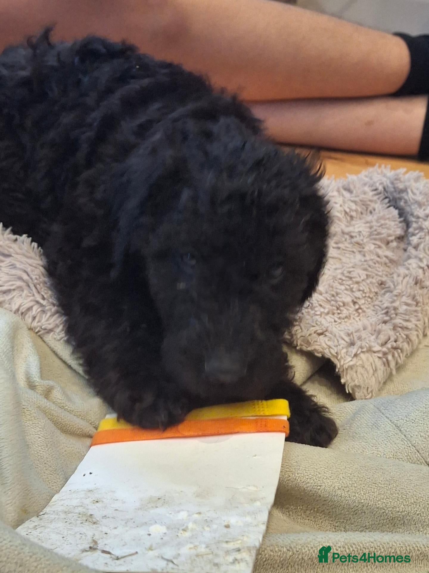 Labradoodle dogs ⭐ Exceptional Labradoodle Girls Available  - Advert 2