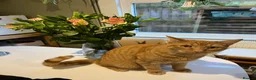 Domestic Shorthair cats for sale: Rehoming Billy in Stowmarket - Advert 1