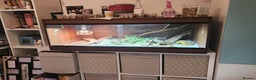 Leopard Gecko reptiles for sale: Handsome male Leopard Gecko. - Advert 3