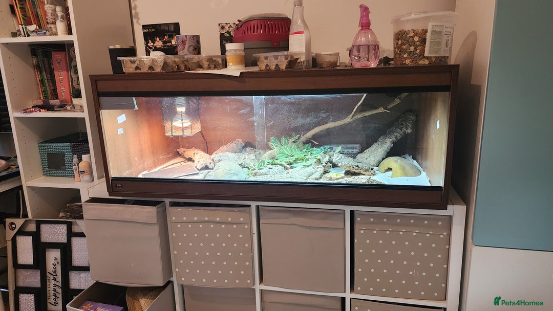 Leopard Gecko reptiles for sale: Handsome male Leopard Gecko. - Advert 3