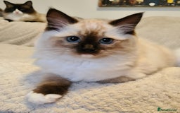 Ragdoll cats for sale: 5 Purebred Ragdolls – Loving Homes Needed - Image 3