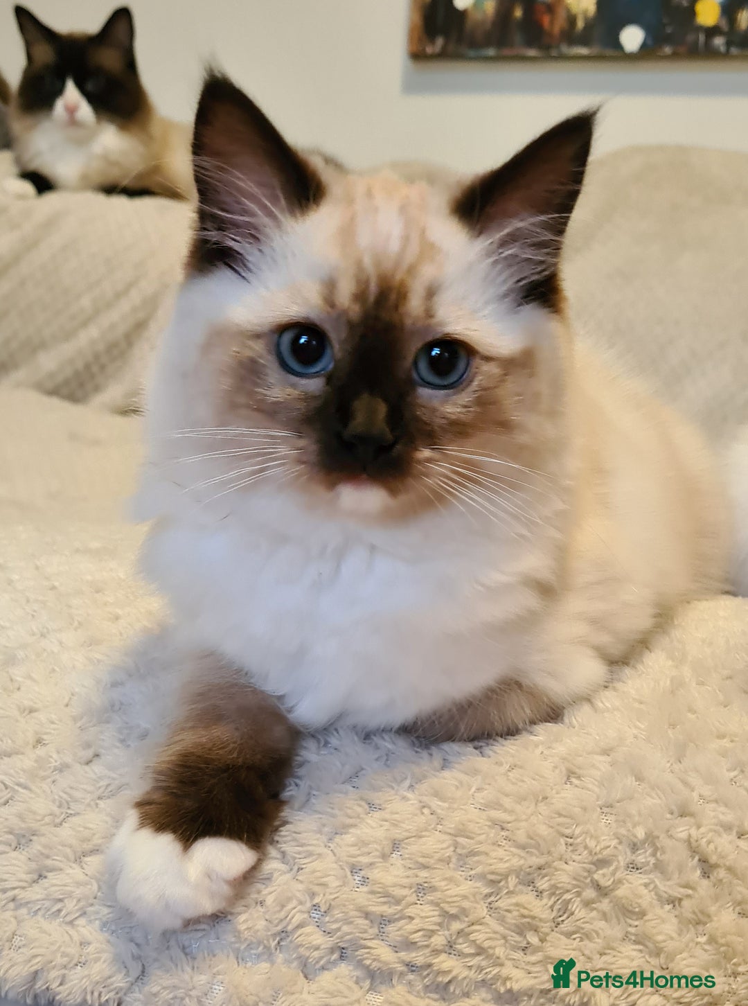 Ragdoll cats for sale: 5 Purebred Ragdolls – Loving Homes Needed - Image 3