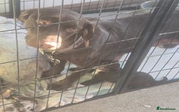Cockerdor dogs for sale: Rare coloured stunning Cockerdor pups  - Image 4