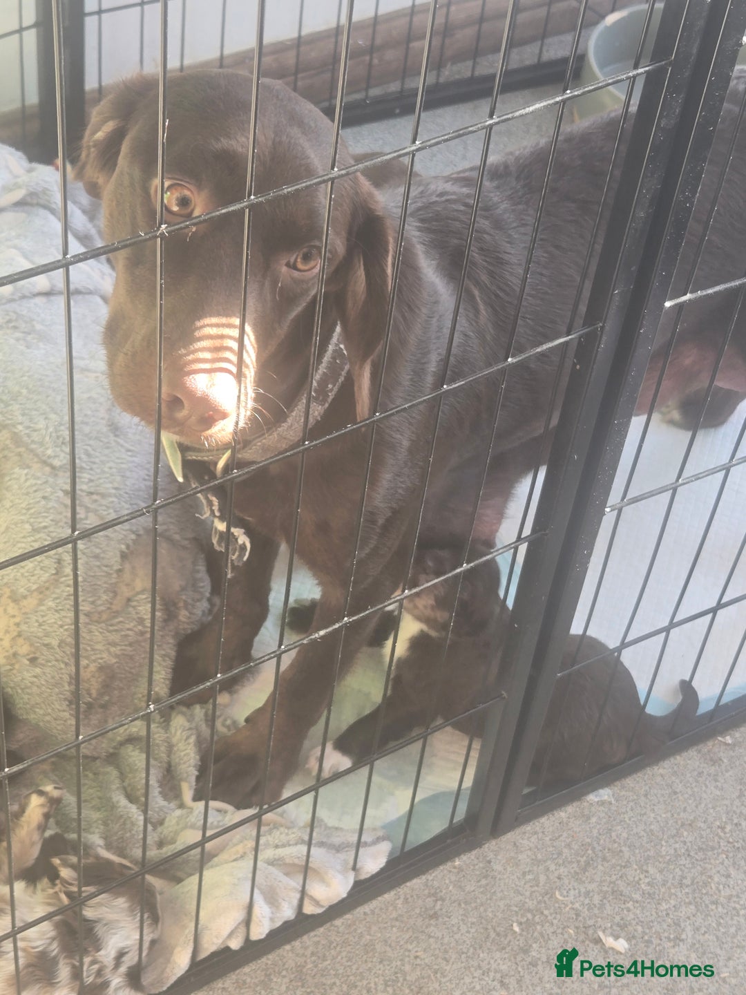 Cockerdor dogs for sale: Rare coloured stunning Cockerdor pups  - Image 4