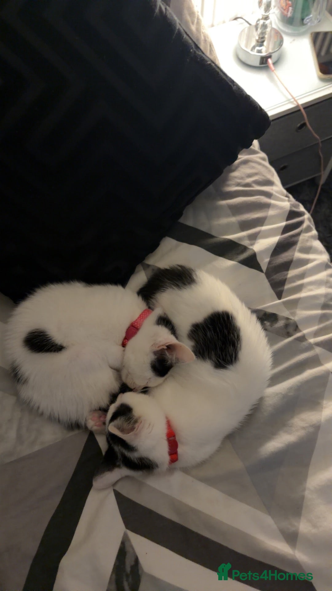 Mixed Breed cats for sale: Female Kittens  - Advert 14