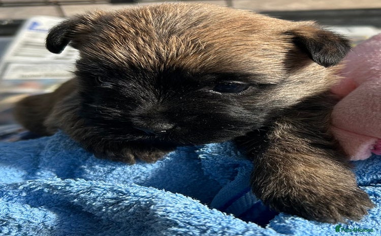 Cairn Terrier dogs - Advert 1