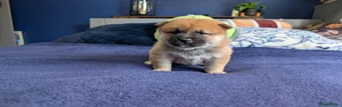 Japanese Shiba Inu 2