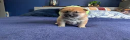 Japanese Shiba Inu dogs for sale: Lovely Shiba Inu Puppies, Ready for home late Aug in Corby - Advert 11