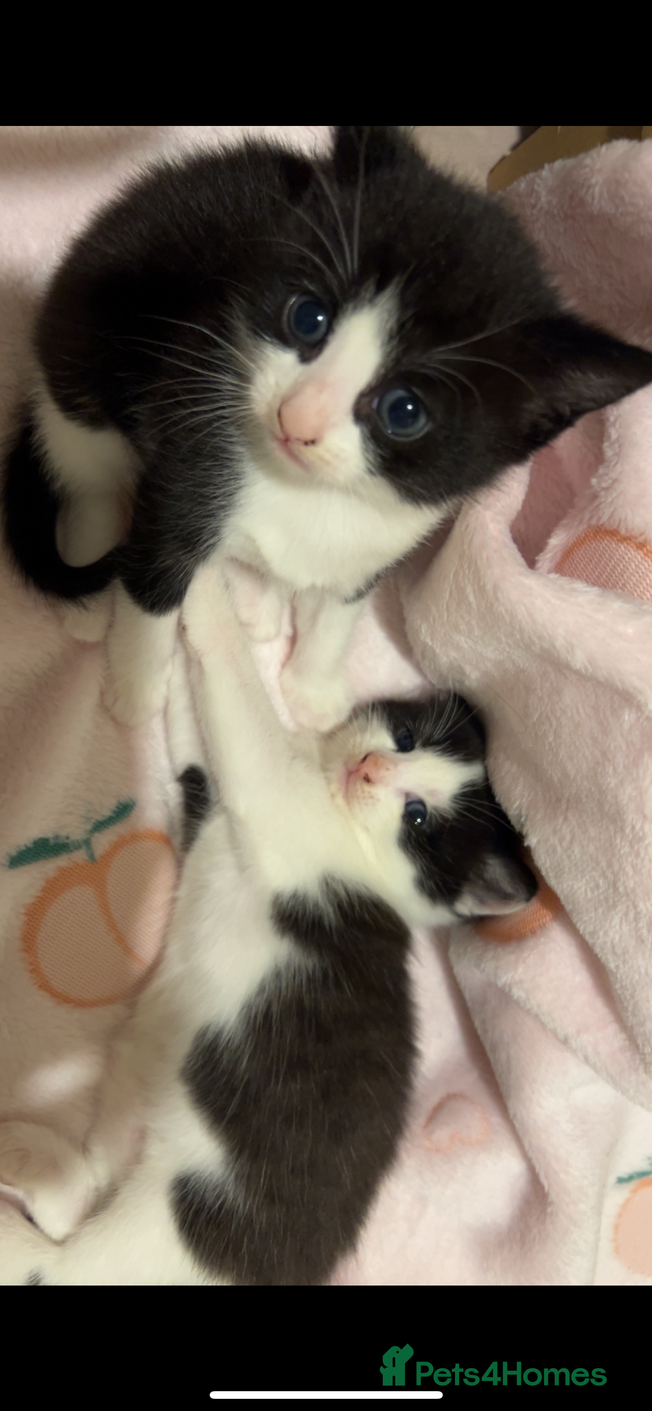 Mixed Breed cats 2 adorable kittens looking for their forever home - Advert 8