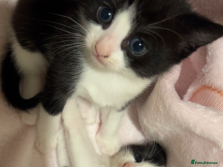 Mixed Breed cats 2 adorable kittens looking for their forever home - Advert 3