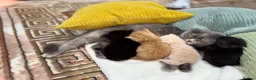 Scottish Fold cats for sale: Scottish fold and straight  in Bournemouth - Advert 10