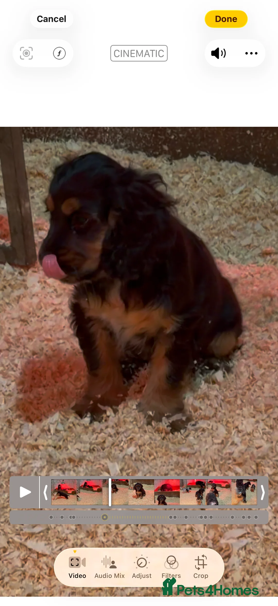 Cocker Spaniel dogs for sale: Stunning ideal family pups  - Advert 20