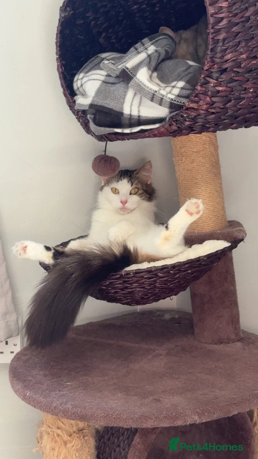 Mixed Breed cats for sale: Scottish straight X Turkish van ❤️❤️ - Advert 1