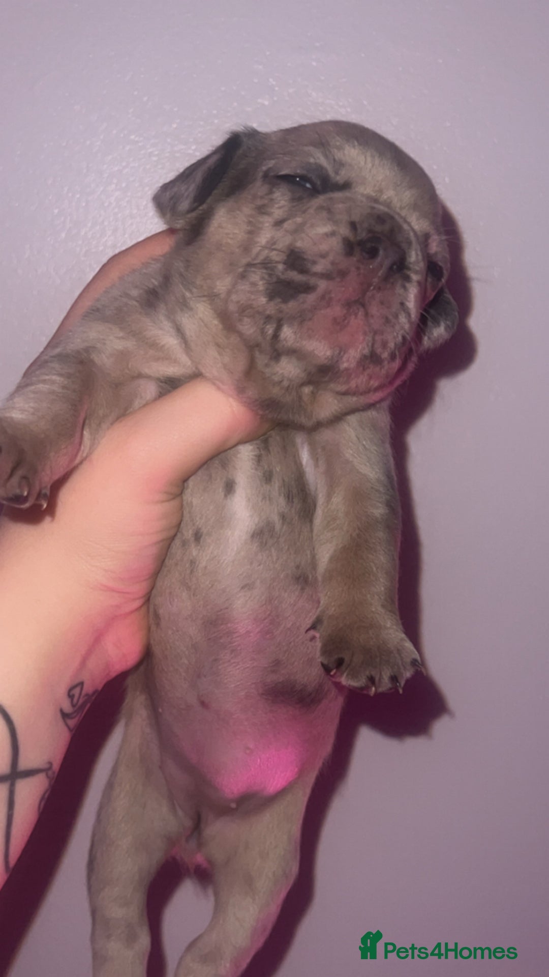 French Bulldog dogs for sale: French Bulldog Puppies  - Image 20
