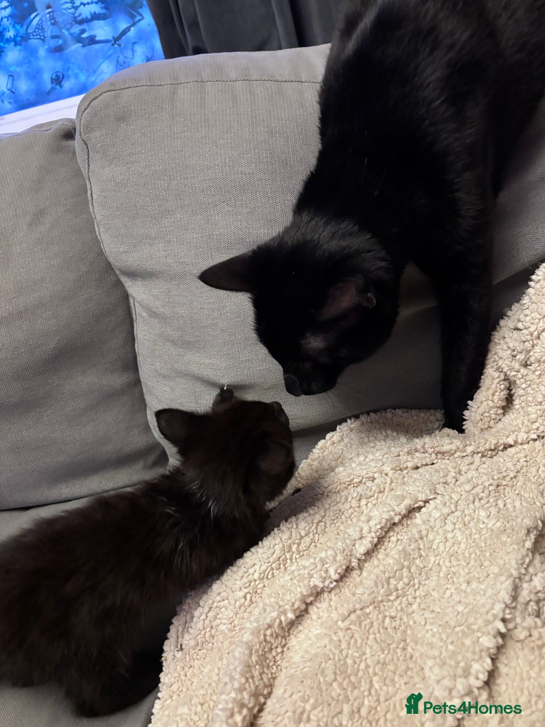 Mixed Breed cats for sale: Bengal X tabby - Advert 4