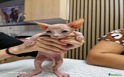 Sphynx cats for sale: Two beautiful little lions  - Advert 4