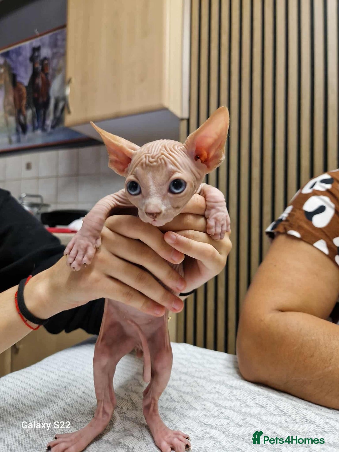 Sphynx cats for sale: Two beautiful little lions  - Advert 4