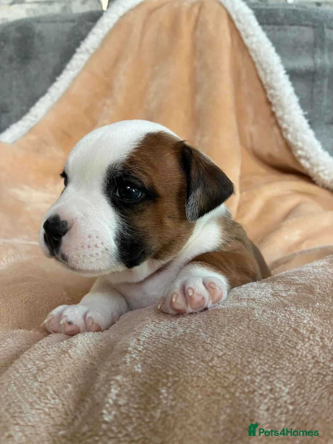 Staffordshire Bull Terrier dogs for sale: Beautiful puppies🐶🐶🐶🐶 - Advert 8