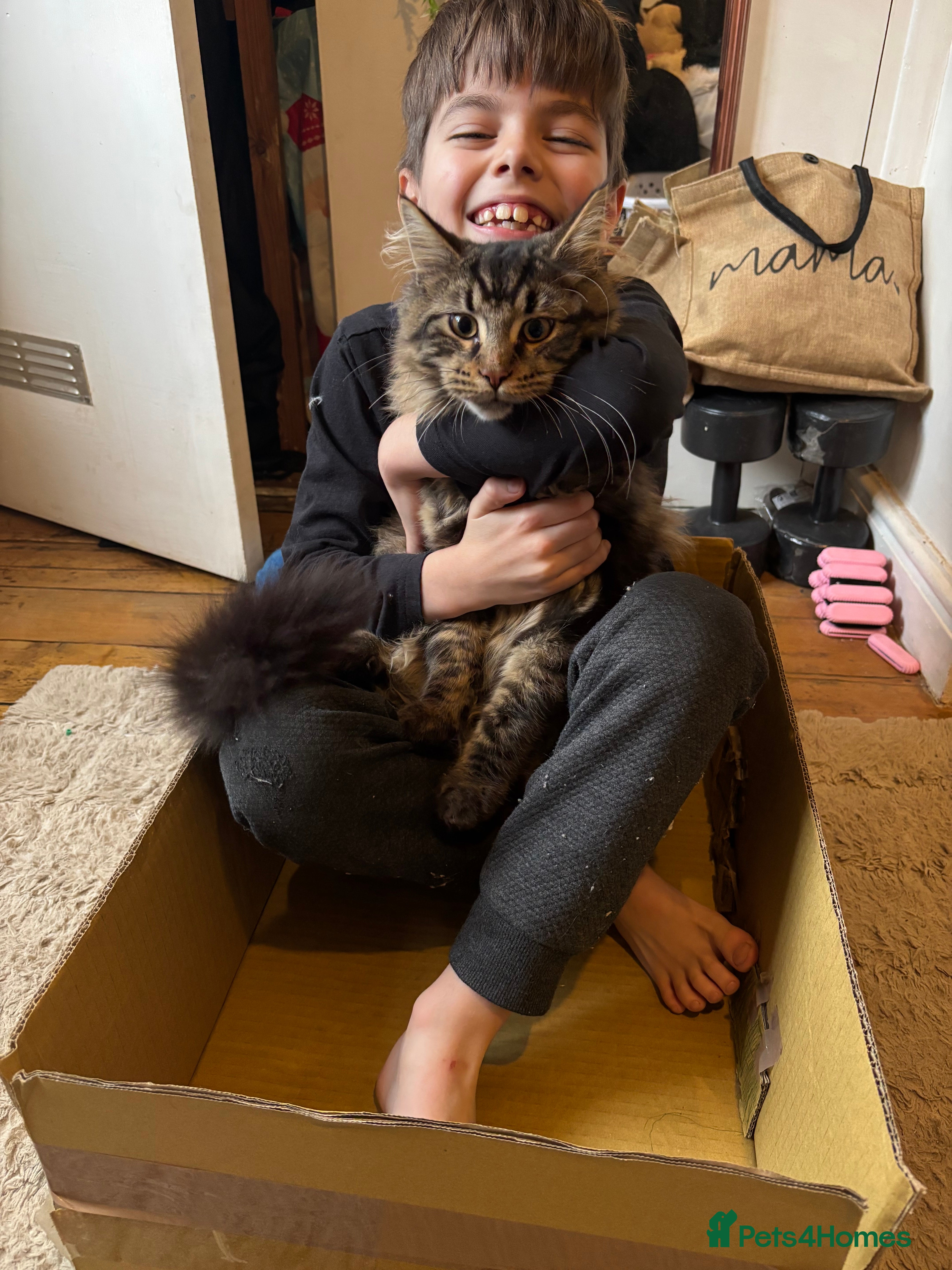 Maine Coon cats HUGE and BEAUTIFUL rare Maine coon kittens  - Advert 2