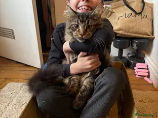 Maine Coon cats HUGE and BEAUTIFUL rare Maine coon kittens - Advert 10