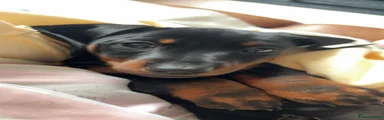 Miniature Dachshund 3