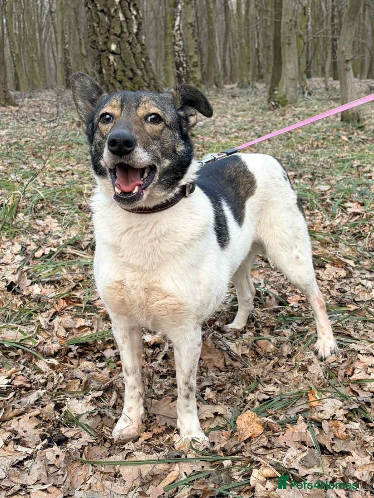 Mixed Breed dogs ❤️MARY❤️5 yo low-medium (knee size) brilliant girl - Advert 2