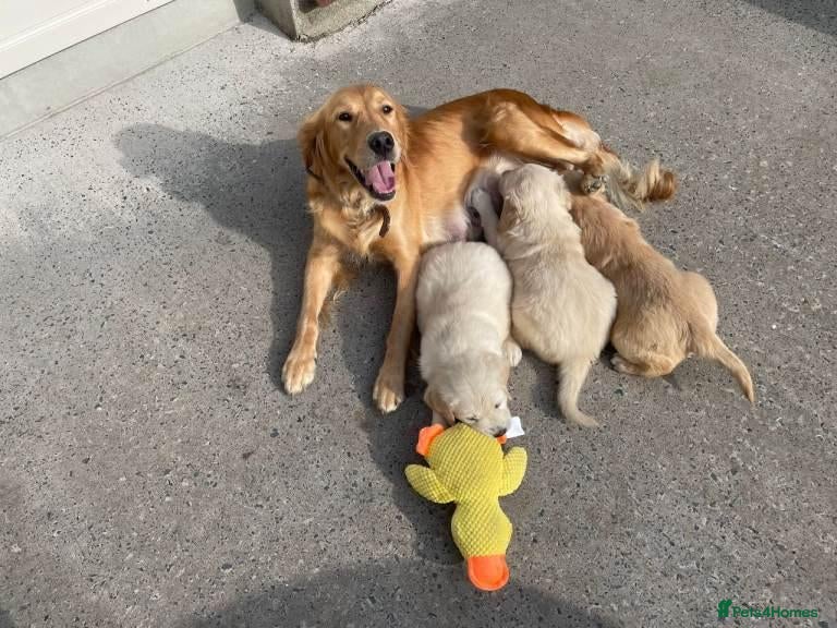 Golden Retriever dogs Golden Retriever Puppies  - Advert 2