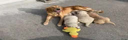 Golden Retriever dogs for sale: Golden Retriever Puppies  in Liverpool - Advert 1