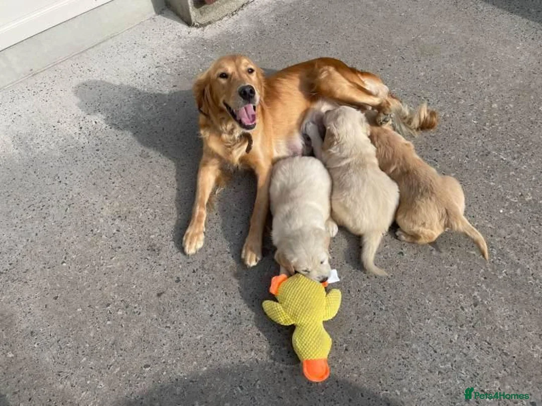 Golden Retriever dogs for sale: Golden Retriever Puppies  in Liverpool - Advert 1
