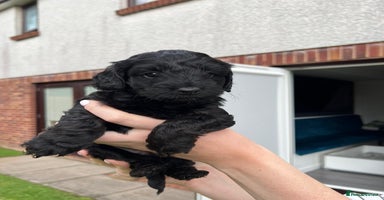 Cockapoo dogs - Advert 3