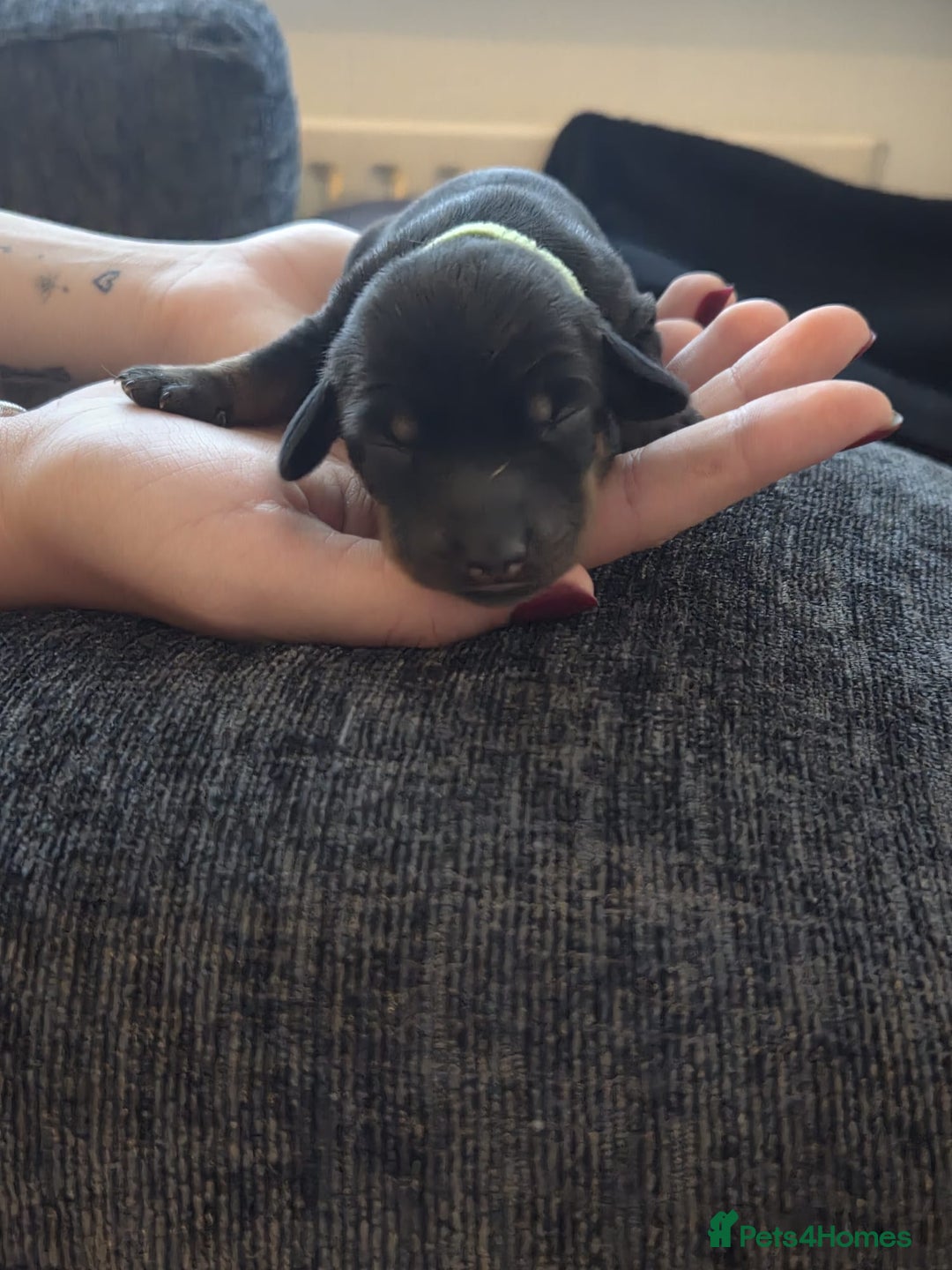 Miniature Dachshund dogs for sale: AWESOME MINIATURE PUPPIES - Advert 5