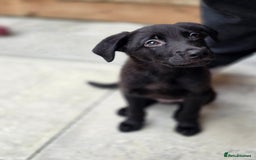 Mixed Breed dogs for sale: Beautiful black Belgain Malinois X Labrador  - Image 8