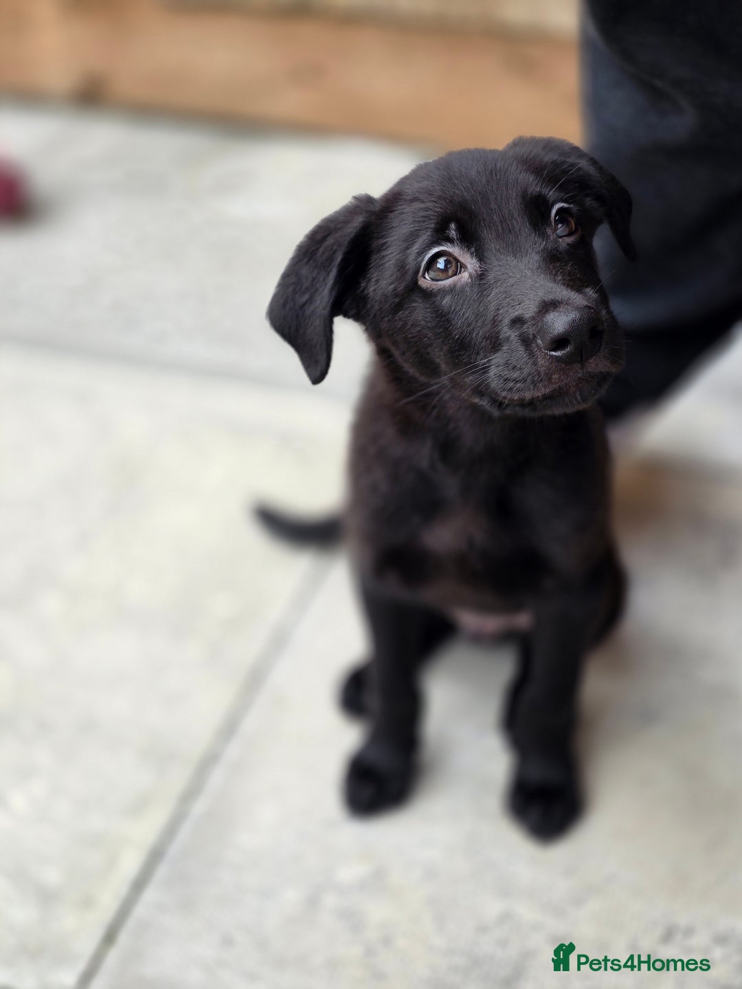 Mixed Breed dogs for sale: Beautiful black Belgain Malinois X Labrador  - Image 8