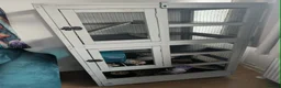 Rat rodents for sale: 3 Female Rats to RE-HOME for FREE in Edinburgh - Advert 5