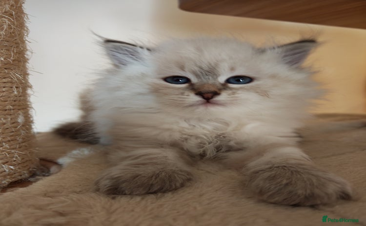 Siberian cats - Advert 3