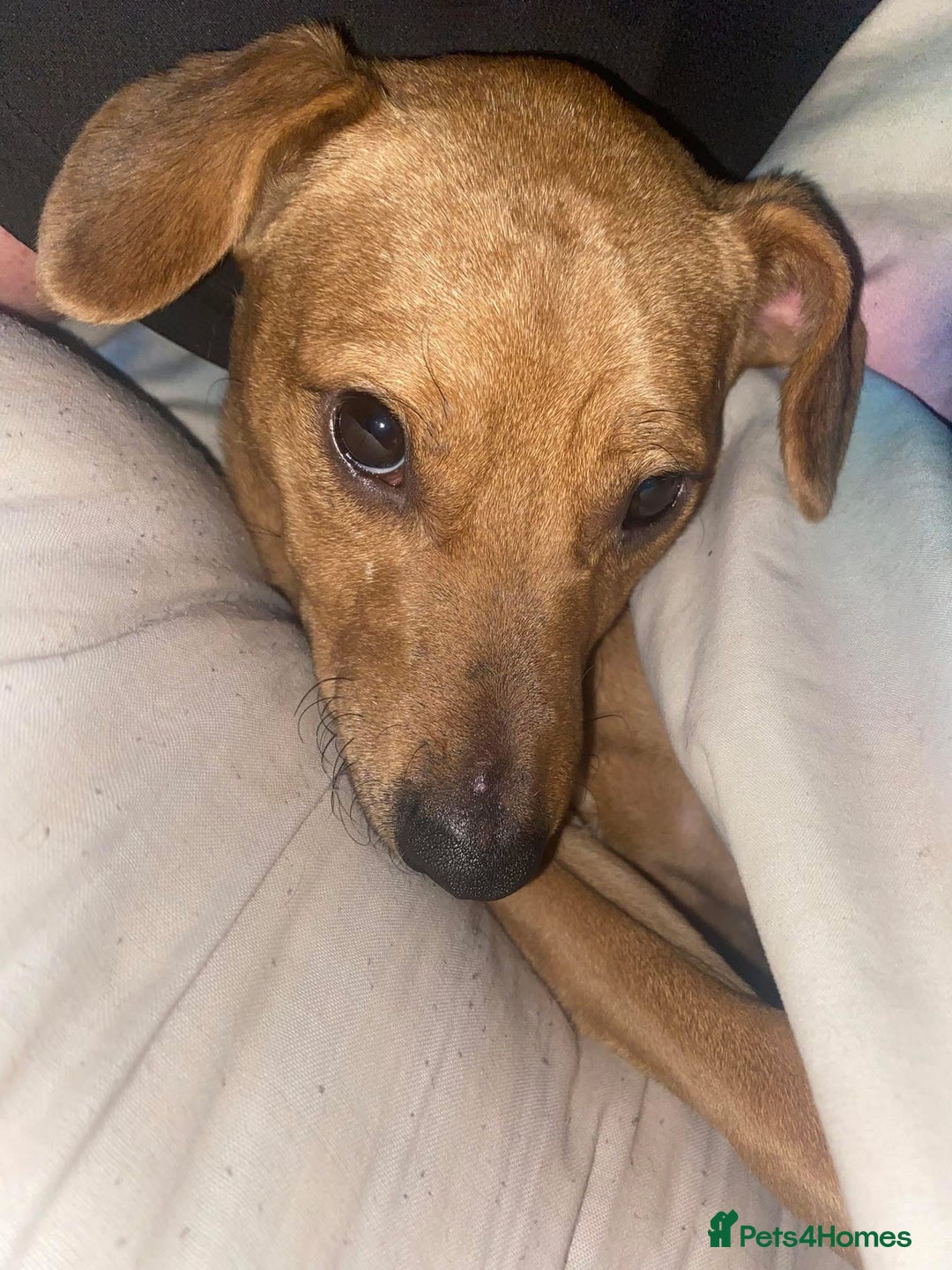 Mixed Breed dogs for sale: Alfie - Advert 2