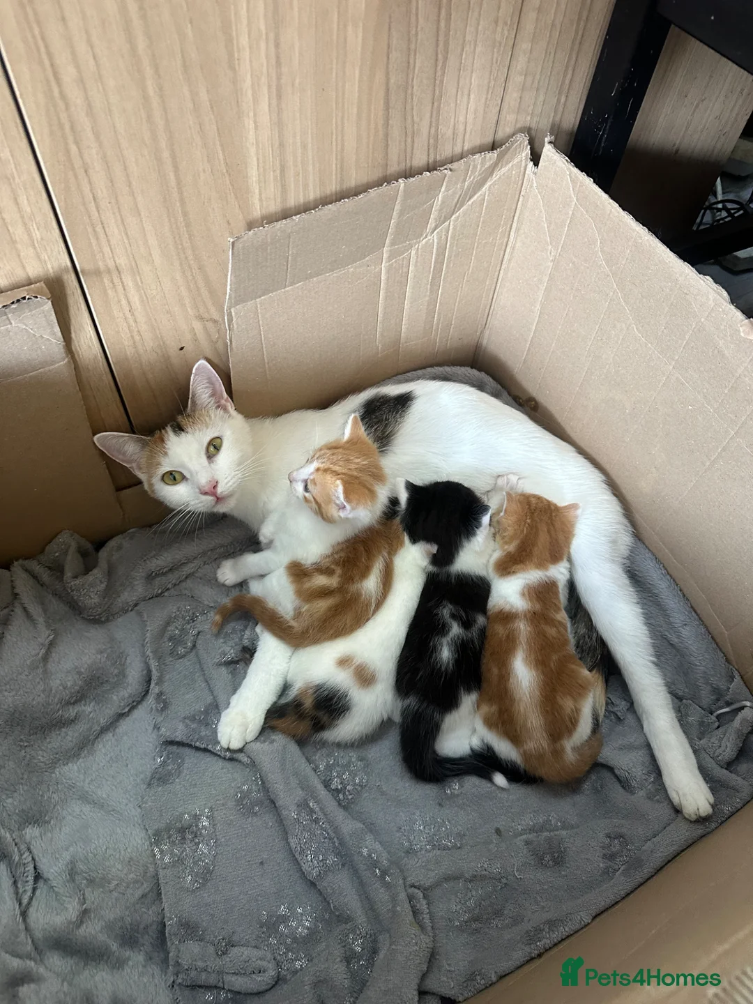 Turkish Angora cats for sale: Kittens for sale - Advert 2