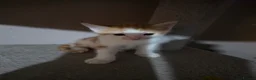 Mixed Breed cats for sale: • 4 Lovely Kittens – Looking For Loving Families - Advert 22