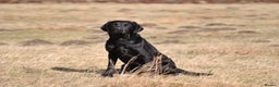 Labrador Retriever dogs for stud: Proven, KC Registered & Fully Health Tested in Laurencekirk - Advert 1