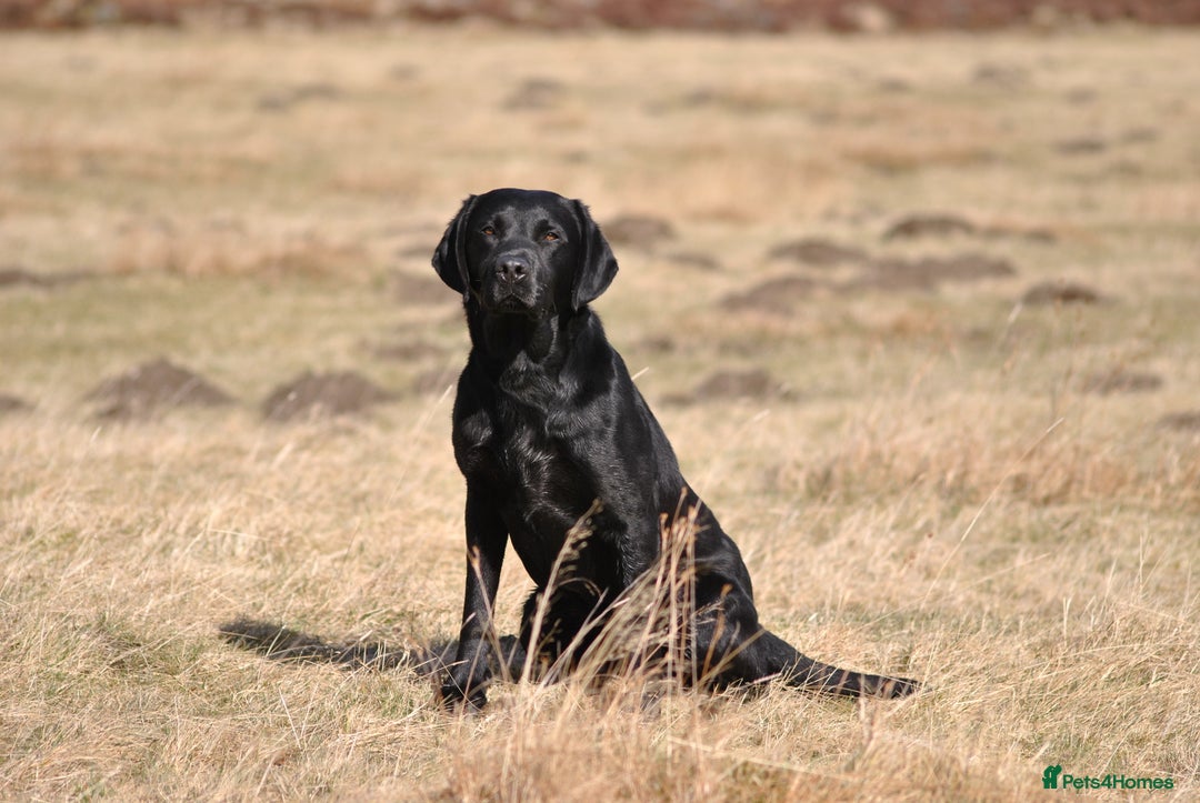 Labrador Retriever dogs for stud: Proven, KC Registered & Fully Health Tested in Laurencekirk - Advert 1