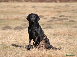 Labrador Retriever dogs Proven, KC Registered & Fully Health Tested in Laurencekirk - Advert 2