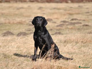 Labrador Retriever dogs Proven, KC Registered & Fully Health Tested in Laurencekirk - Advert 13