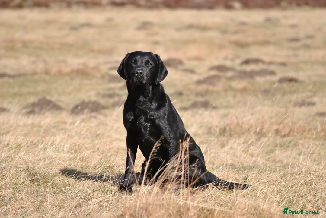 Labrador Retriever dogs for stud: Proven, KC Registered & Fully Health Tested in Laurencekirk - Advert 1