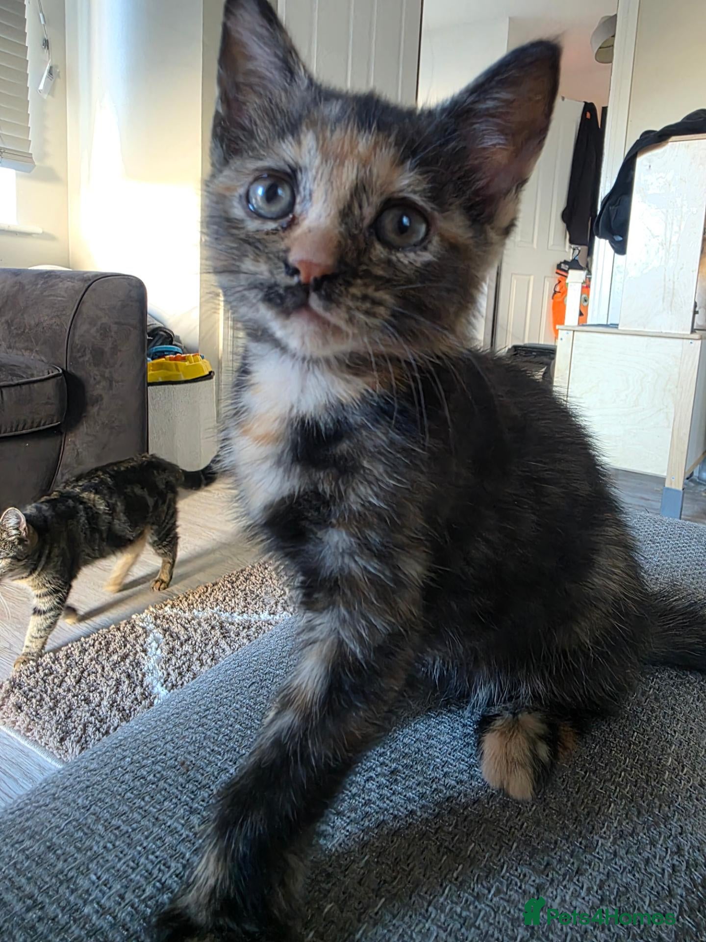 Mixed Breed cats Last kitten READY NOW  - Advert 2