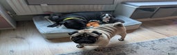 Boston Terrier dogs for sale: SOLD** - Advert 7