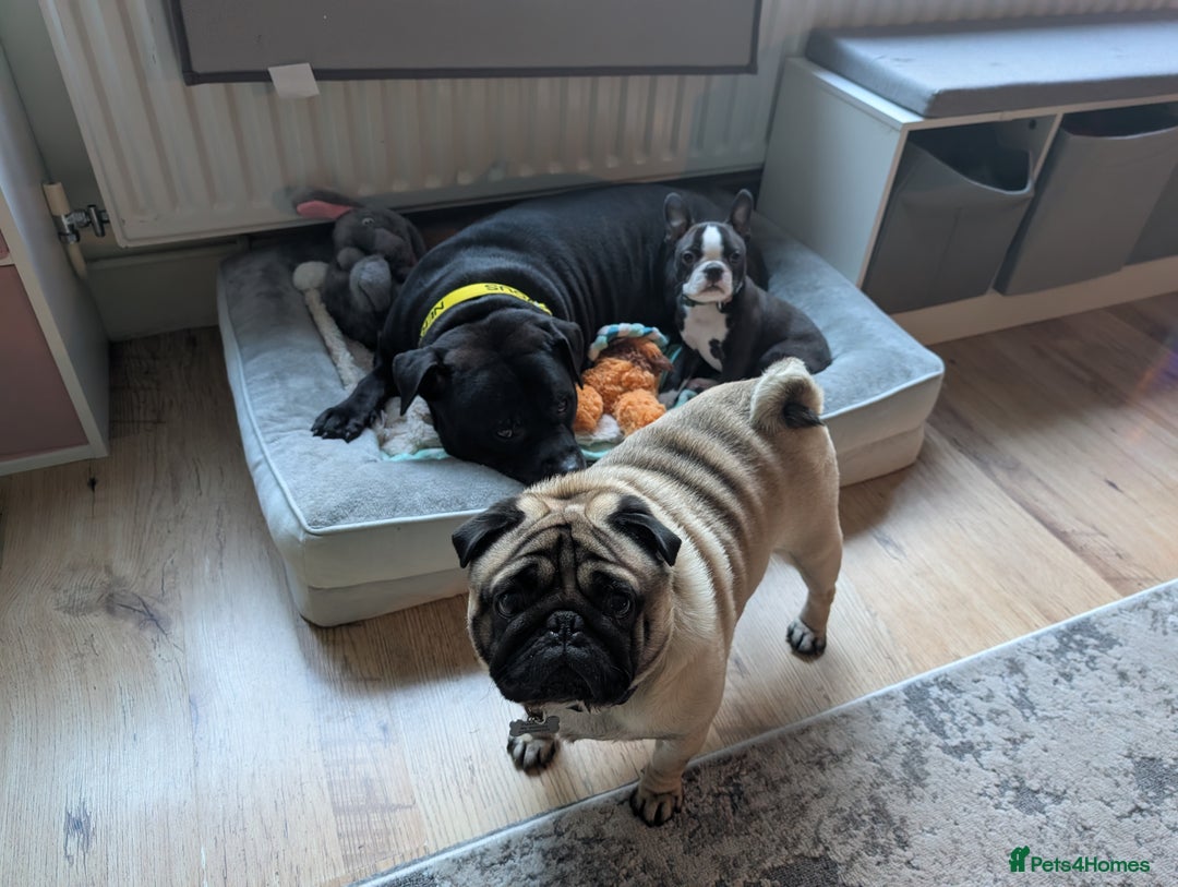 Boston Terrier dogs for sale: SOLD** - Advert 7